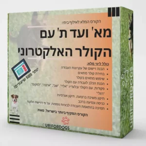 תכנית ליווי למתקדמים