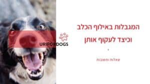 וובינר – המגבלות באילוף הכלב וכיצד לעקוף אותן