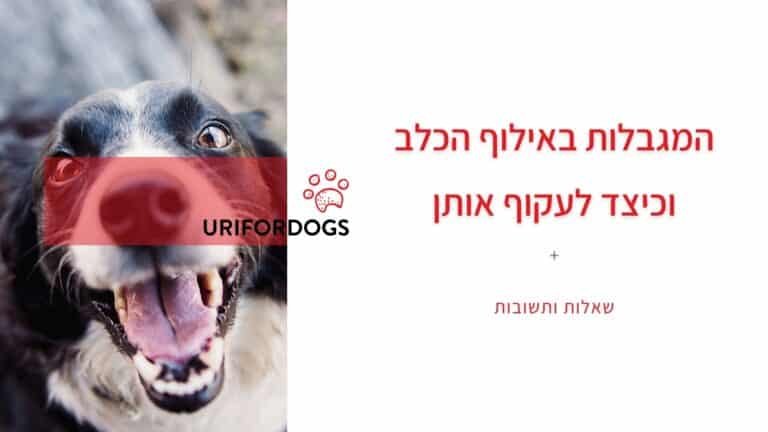 וובינר המגבלות באילוף הכלב וכיצד לעקוף אותן